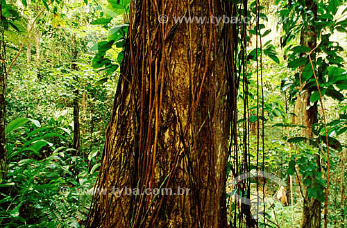  Tree trunksurrounded by lianas 
