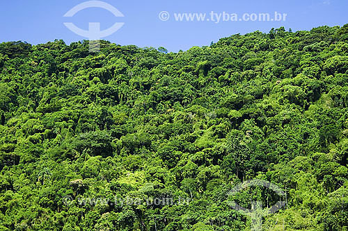  Atlantic Rain-forest landscape - Picinguaba - Ubatuba region - Sao Paulo state - Brazil - april 2007 