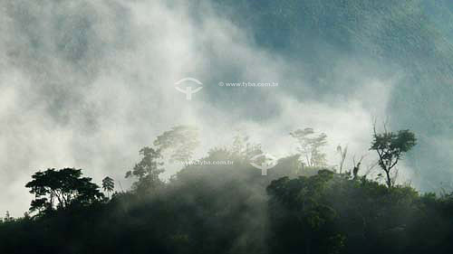  Fog in the Atlantic Rainforest morning - Rio de Janeiro state - Brazil 