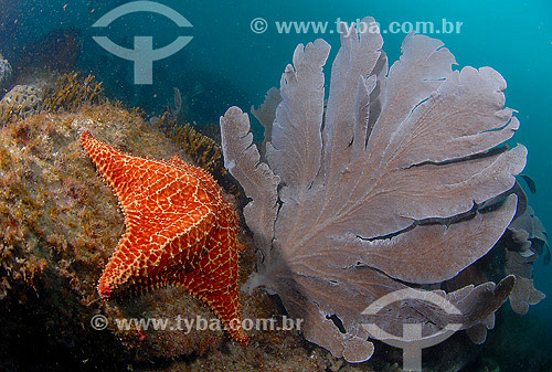  Starfish and Gorgonia - Cabo Frio region - Rio de Janeiro state - Brazil - 2007 