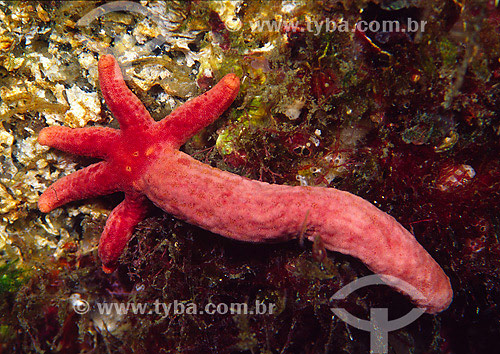  New starfish appearing grown out of a leg - Angra dos Reis region - Rio de Janeiro state - Brazil 