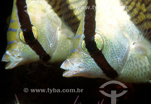  Banded Butterflyfish (Chaetodon striatus) - Niteroi city - Rio de Janeiro state - Brazil 