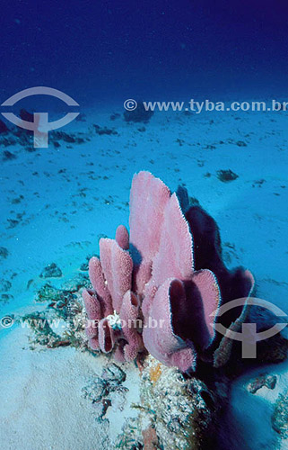  Sea sponge 