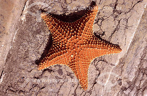  Starfish 