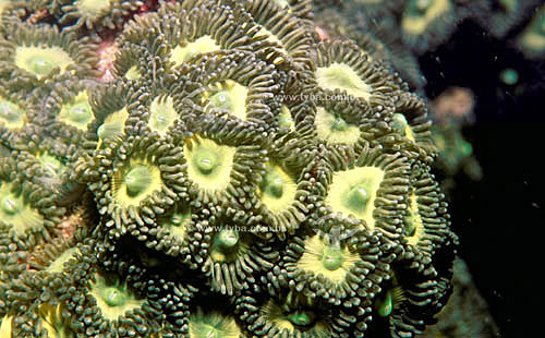  Coral Zoanthus sociatus - 