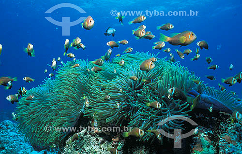  Dive image - Sea anemone and clownfishes - Indian ocean  