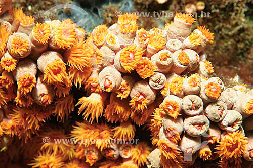  Sea anemones (Ordem Actiniaria) - species occurring all along the brazilian coast - Brazil 