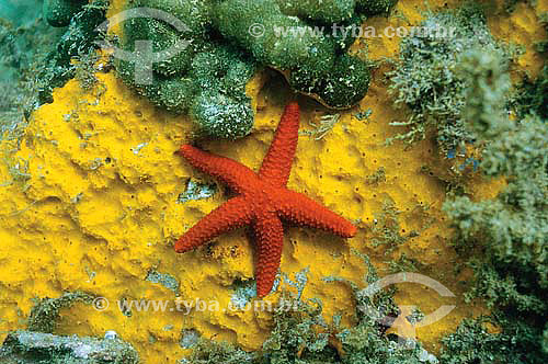   Starfish - Class: Asteroidea - species occurring on the northern, northeastern and southeastern brazilian coast - Brazil 