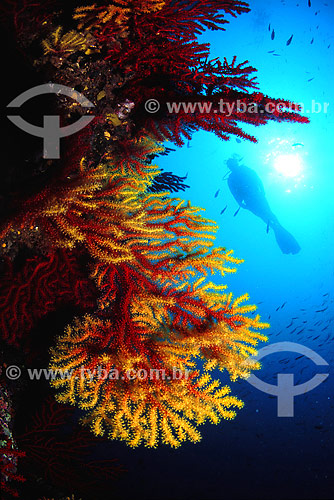  Sea fan and diver - Medas Islands - Spain 