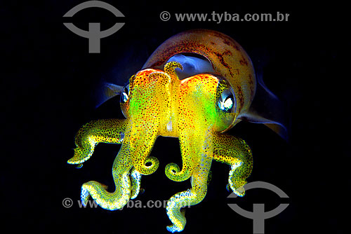  Squid (cephaloid molusk) - Abrolhos region - Bahia state - Brazil 