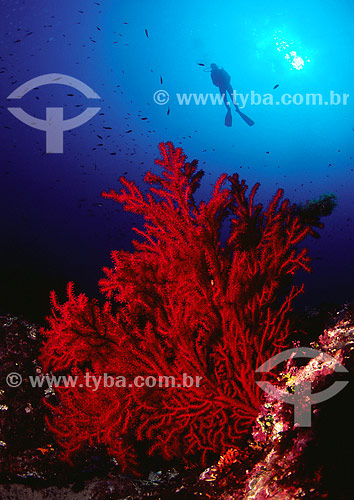  Red Gorgoin, Anthozoa (Paramuricea cavalata) - Mediterranean Sea - France 