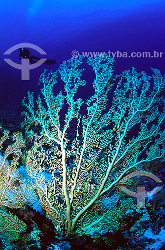  Subject: Gorgonian and diver at Red Sea / Place: Egypt - Africa / Date: 05/2002 