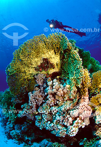  Subject: Corals and diver at Red Sea / Place: Egypt - Africa / Date: 05/2002 