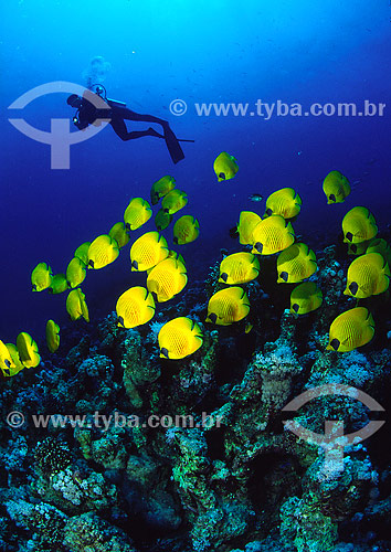  Subject: Diver next to shoal of Bluecheek butterflyfish (Chaetodon semilarvatus) in the Red Sea / Place: Egypt - Africa / Date: 05/2002 