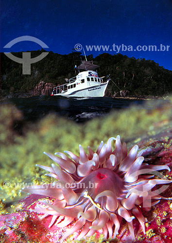  Sea anemone and boat on the background - Florianopolis region - Santa Catarina state - Brazil 