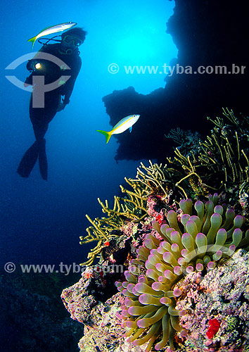  Sea anemone and diver - Abrolhos region - Bahia state - Brazil 