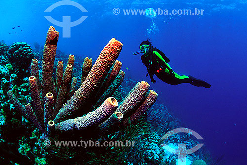  Stove-pipe sponge (Aplysina archery) and diver - Bonaire 