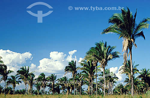  Babassu Palm Tree - Mata dos Cocais Rainforest - Maranhao State - Northeastern Brazil 
