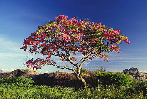  (Tabebuia impetiginosa) Pink Trumpet Tree or Pau Darco - Caatinga Ecosystem - Ceara state - Brazil 