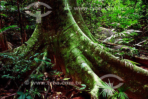  Tree`s roots - Atlantic Rainforest 