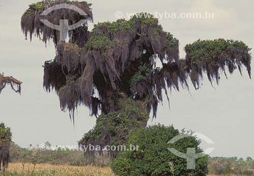  (Tillandsia usneoides) - Tree draped with Spanish Moss - South Brazil 