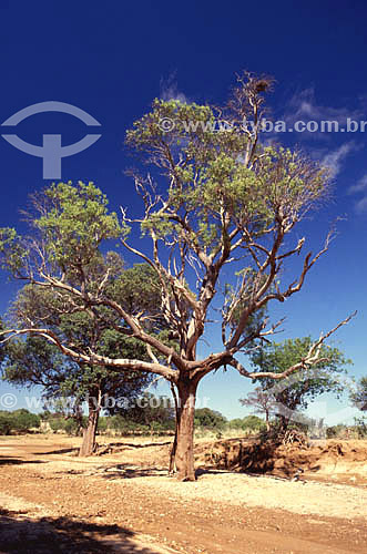  (Tabebuia caraiba) Trumpet Tree at Melancia Creek habitat of Spix`s Macaw Curaça - Bahia state - Brazil 