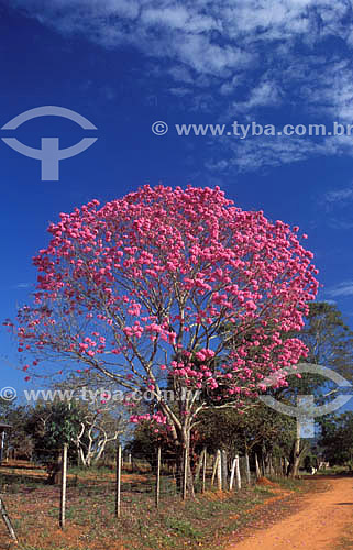  (Tabebuia heptaphylla) Pink Trumpet Tree or Pink Ipe - Minas Gerais state - Brazil 