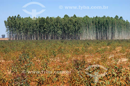  Eucalyptus field - Mato Grosso do Sul state - Brazil 