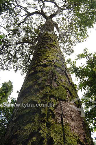  Tree trunk - Cerrado ecosystem - Tocantins state - Brazil 