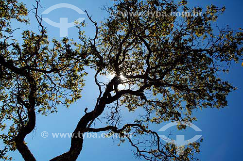  Tree - Cerrado Ecosystem - Minas Gerais state - Brazil - July 2006 