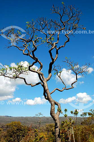  Tree - Cerrado Ecosystem - Minas Gerais state - Brazil - July 2006 
