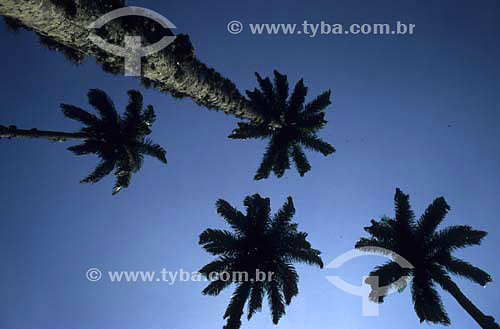  Detail of Royal palmtrees (Roystonea oleraceae) with sky in the backround - 