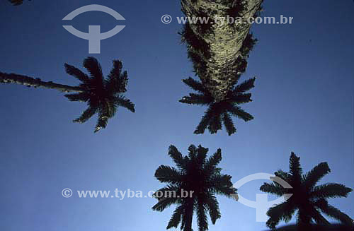  Detail of Royal palmtrees (Roystonea oleraceae) with sky in the backround - 