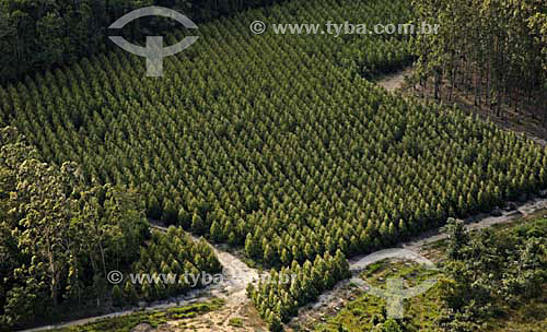  Eucalyptus plantation - Espirito Santo state - November 2006 