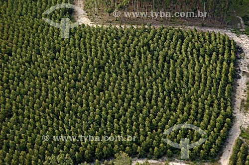  Eucalyptus plantation - Espirito Santo state - November 2006 