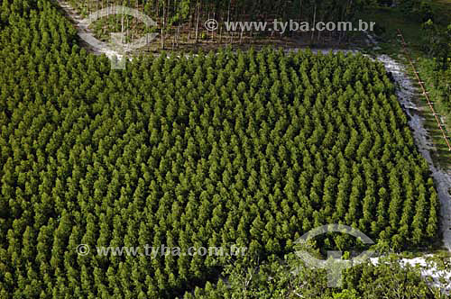  Eucalyptus plantation - Espirito Santo state - November 2006 