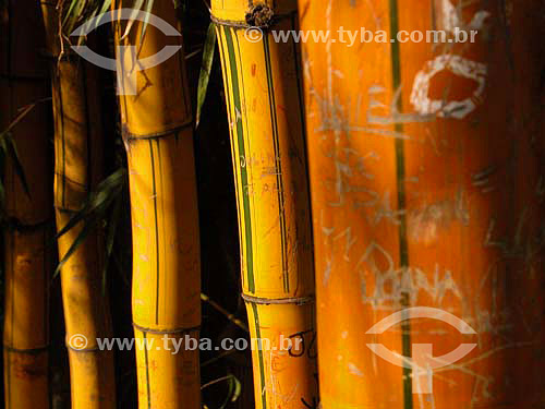  Bamboo trunks 