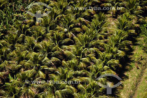  Aerial view of Coconut Palmtrees 