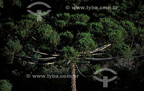  Araucaria forest - Parana state - Brazil 