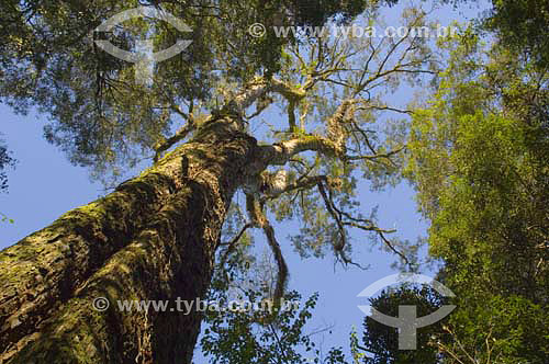  Tree (Ocotea puberula) inside Atlantic Rain Forest - Parana state - Brazil 