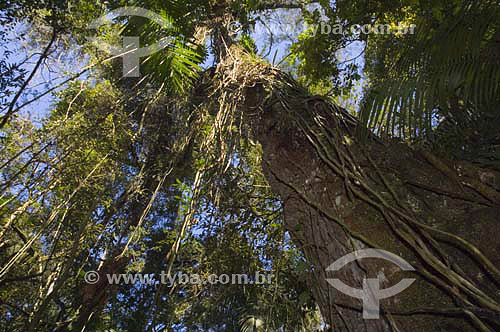  Tree( Cassia feruginea) inside Atlantic Rainforest - Parana state - Brazil 