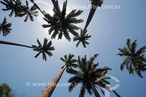  Palmtrees at the Botanical Garden - Rio de Janeiro city - Rio de Janeiro state - Brazil 