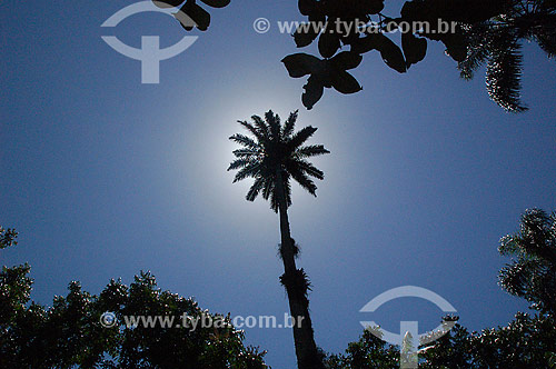  Palmtrees at the Botanical Garden - Rio de Janeiro city - Rio de Janeiro state - Brazil 
