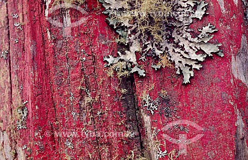  Close-up of a tree trunk with lichens 