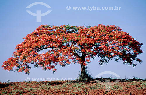  (Delonix regia) Royal Poinciana or Flamboyant tree - Campinas city - Sao Paulo state - Brazil 