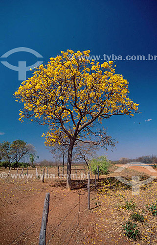  (Tabebuia serratifolia) Ipe tree 