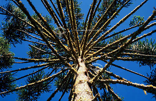  (Araucaria angustifolia) - Parana Pine - south Brazil 