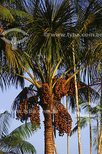  Buritizeiro (Mauritia flexuosa) tree - Brazil 