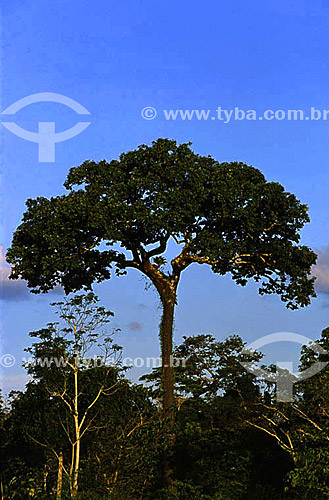  Castanheira (Bertholletia excelsa) tree - Amazônia region - Brazil 