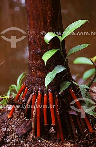  (Euterpe oleracea) Visible roots of the Açaizeiro palm tree - Amazonia region - Brasil 